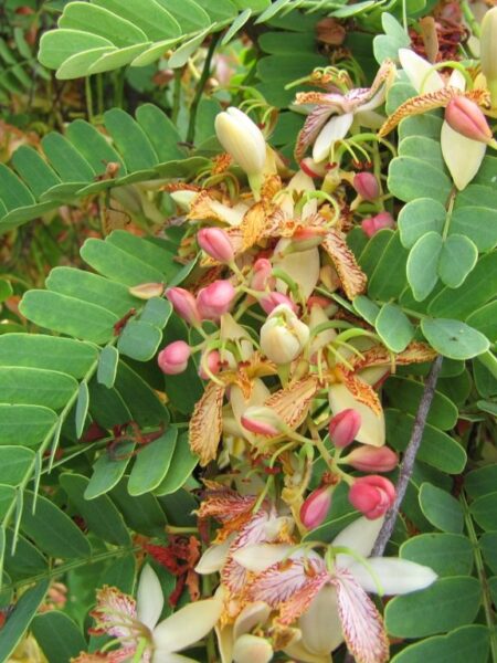 شجرة تمر هندي Tamarindus indica للزراعة المنزلية في الحديقة أو أصيص كبير