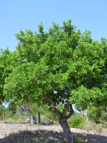 ⁦شجرة خروب للزراعة المنزلية والحدائق وعلى جوانب الطرق⁩ - الصورة ⁦11⁩