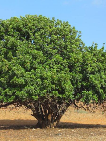 ⁦شجرة خروب للزراعة المنزلية والحدائق وعلى جوانب الطرق⁩ - الصورة ⁦4⁩