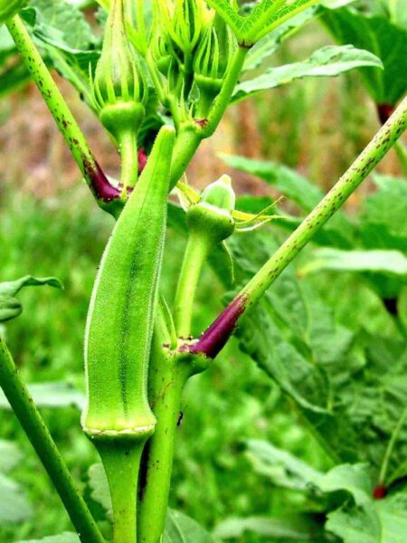 ⁦بذور بامية Okra عالية الجودة 200 جرام للزراعة المنزلية والحدائق والحقول⁩ - الصورة ⁦6⁩