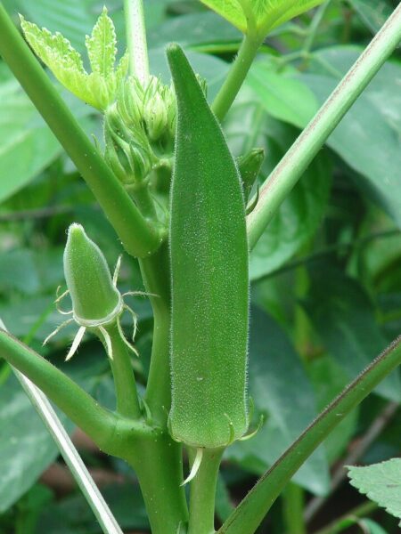 ⁦بذور بامية Okra عالية الجودة 200 جرام للزراعة المنزلية والحدائق والحقول⁩ - الصورة ⁦5⁩