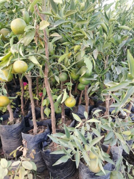⁦شجرة يوسفي كلمنتينا مقزمة عليها الثمار للزراعة في البلكونات والحدائق وعلى أسطح المنازل والثمار لذيذة⁩ - الصورة ⁦3⁩