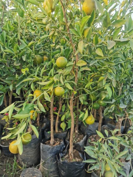 ⁦شجرة يوسفي كلمنتينا مقزمة عليها الثمار للزراعة في البلكونات والحدائق وعلى أسطح المنازل والثمار لذيذة⁩ - الصورة ⁦4⁩
