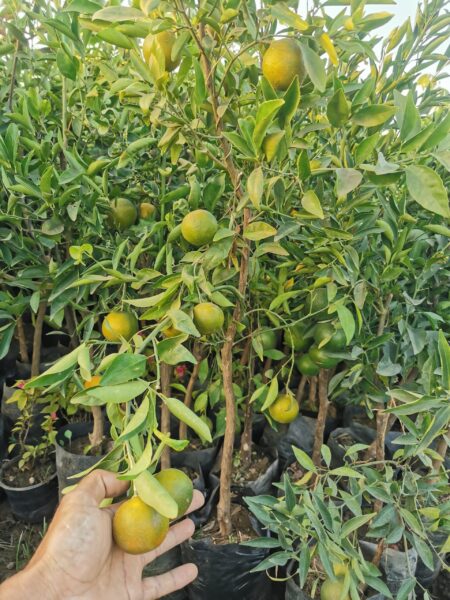 ⁦شجرة يوسفي كلمنتينا مقزمة عليها الثمار للزراعة في البلكونات والحدائق وعلى أسطح المنازل والثمار لذيذة⁩ - الصورة ⁦5⁩