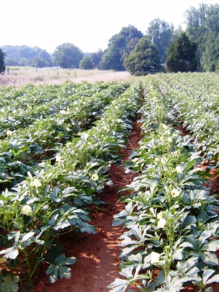 ⁦بذور بامية Okra عالية الجودة 200 جرام للزراعة المنزلية والحدائق والحقول⁩ - الصورة ⁦4⁩