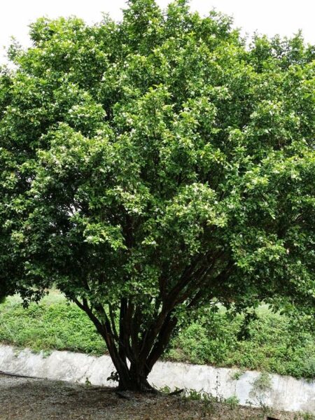 ⁦2 نبات ياسمين الموريا العطرية Murraya للزراعة المنزلية في البلكونات والحدائق وعلى أسطح المنازل ومداخل المنازل⁩ - الصورة ⁦7⁩