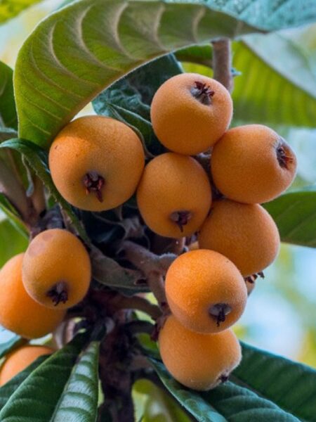 ⁦شجرة بشملة مطعومة⁩ - الصورة ⁦9⁩
