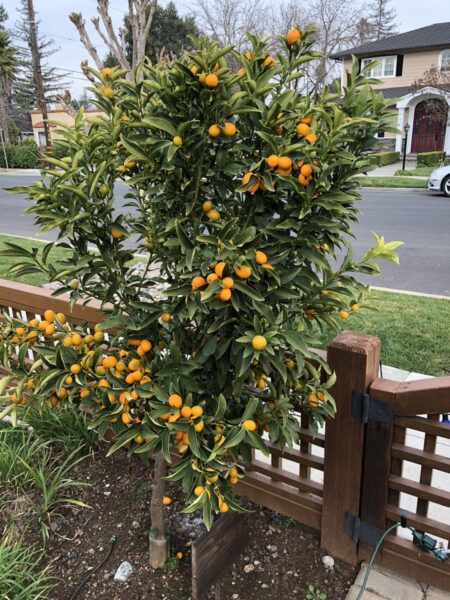 ⁦شجرة الكمكوات Kumquat عليها ثمار ، مقزمة للبلكونات والحدائق⁩ - الصورة ⁦3⁩
