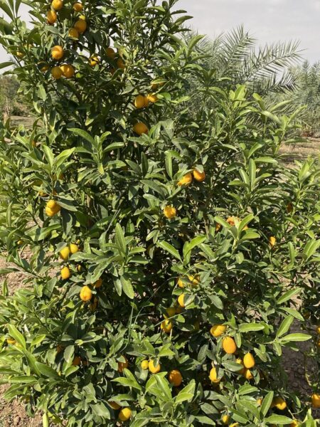 ⁦شجرة الكمكوات Kumquat عليها ثمار ، مقزمة للبلكونات والحدائق⁩ - الصورة ⁦4⁩