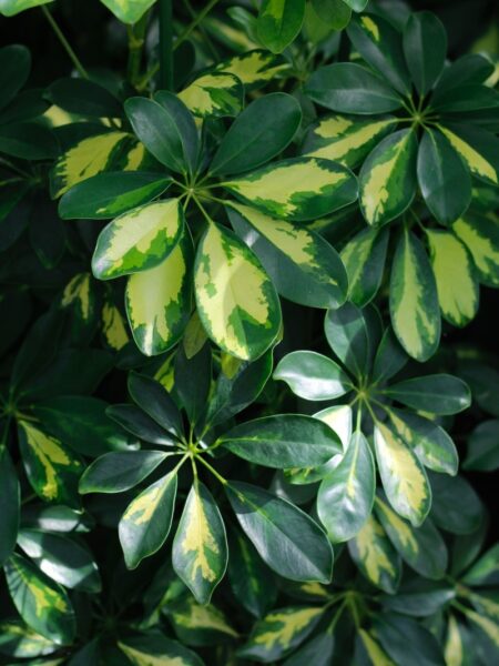 a close up of a plant with green leaves