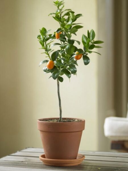 ⁦شجرة الكمكوات Kumquat عليها ثمار ، مقزمة للبلكونات والحدائق⁩ - الصورة ⁦6⁩