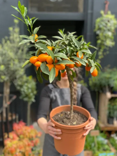 ⁦شجرة الكمكوات Kumquat عليها ثمار ، مقزمة للبلكونات والحدائق⁩ - الصورة ⁦8⁩