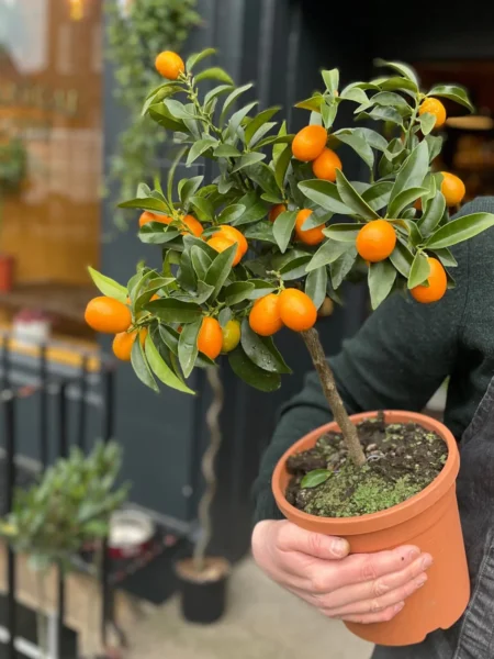 ⁦شجرة الكمكوات Kumquat عليها ثمار ، مقزمة للبلكونات والحدائق⁩ - الصورة ⁦7⁩
