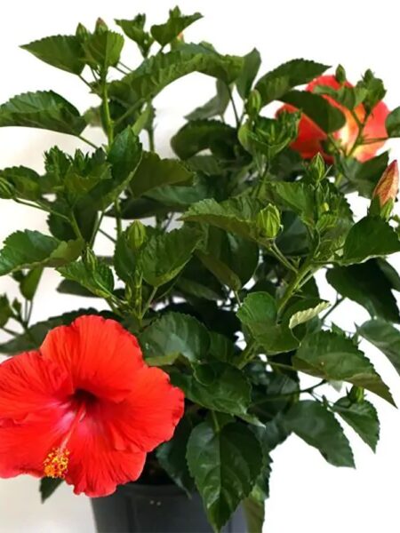 3 نبات هبسكس Hibiscus زهور حمراء للزراعة المنزلية الحدائق والبلكونات
