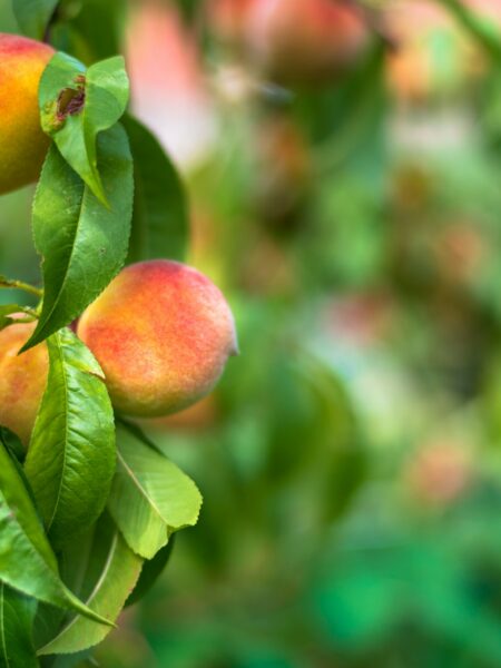 selective focus photography of plums in tree