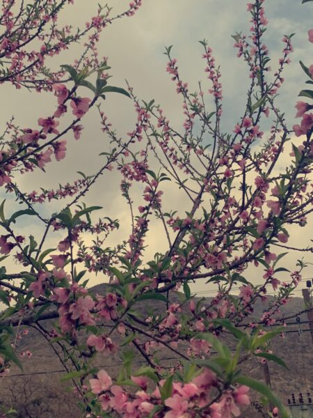 ⁦شجرة خوخ مثمرة⁩ - الصورة ⁦2⁩