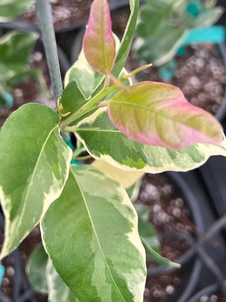 ⁦Pink Variegated Eureka Lemon Tree شجرة ليمون وردي مبرقشة⁩ - الصورة ⁦5⁩