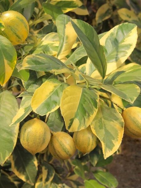 ⁦Pink Variegated Eureka Lemon Tree شجرة ليمون وردي مبرقشة⁩ - الصورة ⁦6⁩