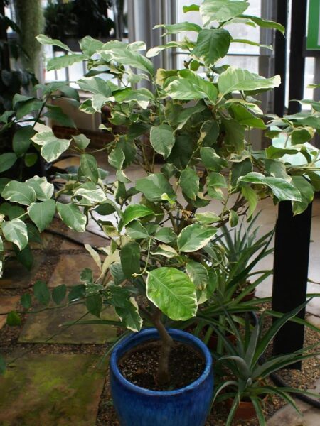 ⁦Pink Variegated Eureka Lemon Tree شجرة ليمون وردي مبرقشة⁩ - الصورة ⁦7⁩