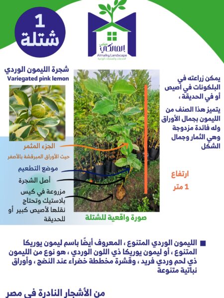 ⁦Pink Variegated Eureka Lemon Tree شجرة ليمون وردي مبرقشة⁩ - الصورة ⁦4⁩