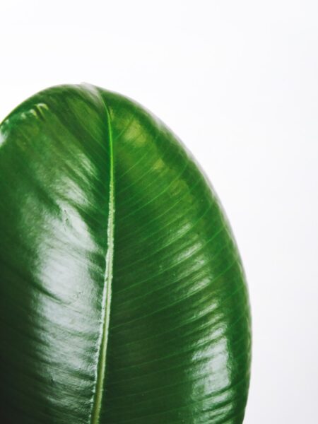 green leaf with white background