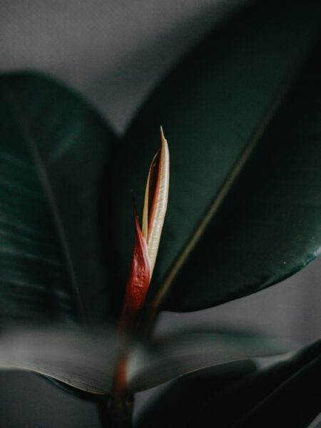 red and green leaf plant