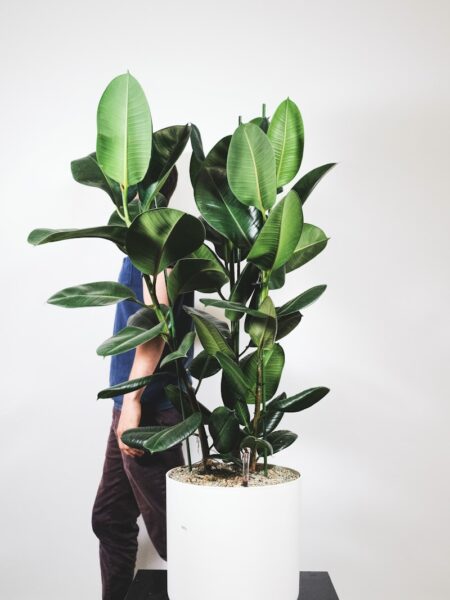 green plant on brown pot