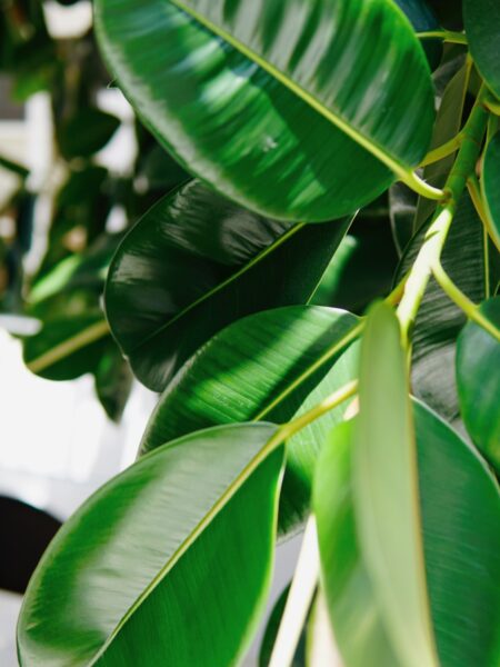 green leaves in close up photography