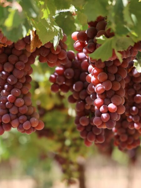 ⁦شتلة عنب أحمر عالية الجودة grapes⁩ - الصورة ⁦5⁩