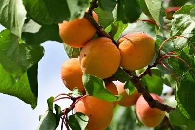 شجرة مشمش