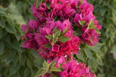 2 جهنمية قزمية Bougainvillea Torch Glow