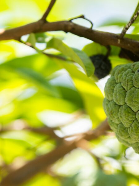 a green fruit hanging from a tree branch