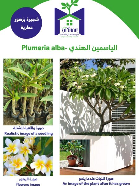 ⁦مجموعة عملاقة 10 أنواع من الياسمين المتسلقات والشجيرات⁩ - الصورة ⁦2⁩