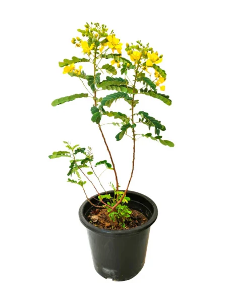 ⁦2 شجرة الأكاسيا جلوكا Cassia Glauca⁩ - الصورة ⁦2⁩