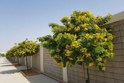 2 شجرة الأكاسيا جلوكا Cassia Glauca