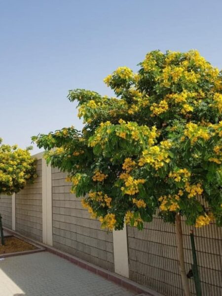 2 شجرة الأكاسيا جلوكا Cassia Glauca