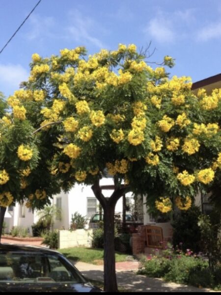 ⁦2 شجرة الأكاسيا جلوكا Cassia Glauca⁩ - الصورة ⁦4⁩