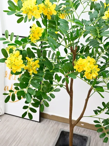 ⁦2 شجرة الأكاسيا جلوكا Cassia Glauca⁩ - الصورة ⁦5⁩