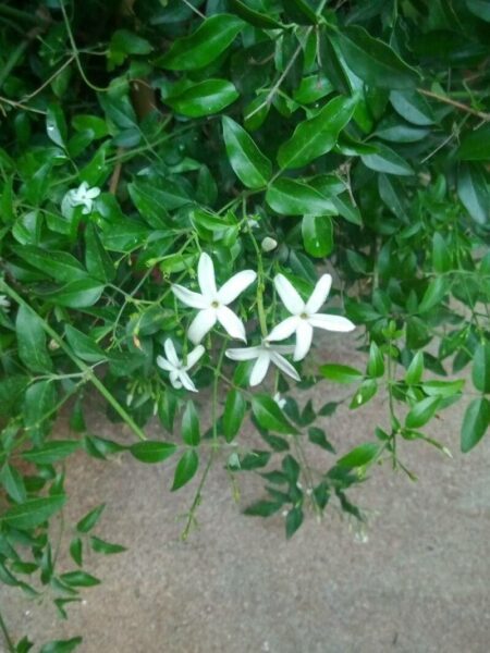 ⁦ياسمين اسطنبولي متسلق مزهر عطر الرائحة⁩ - الصورة ⁦4⁩