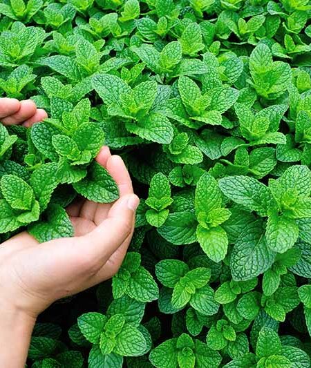 5 شتلات نعناع للزراعة المنزلية