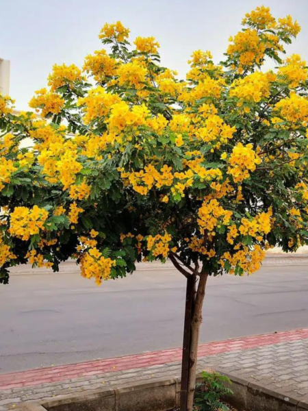 ⁦2 شجرة الأكاسيا جلوكا Cassia Glauca⁩ - الصورة ⁦6⁩