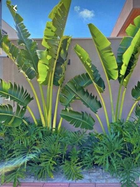 ⁦2 نخيل الأوجاستا للزراعة في أماكن الظل داخل المنزل وفي الشمس في الحديقة⁩ - الصورة ⁦8⁩
