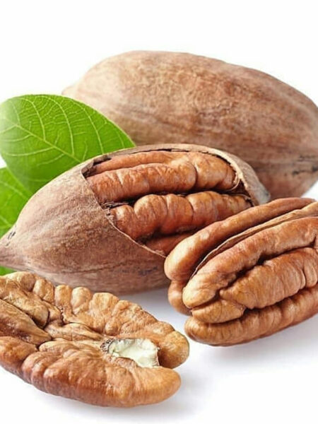 شجرة جوز البيكان