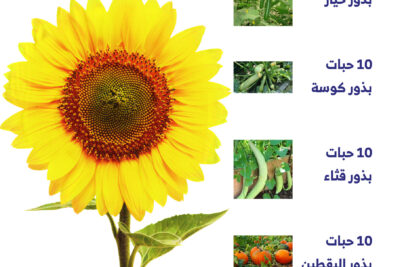 بذور نبات عباد الشمس مع بذور الكوسة واليقطين وبذور الخيار