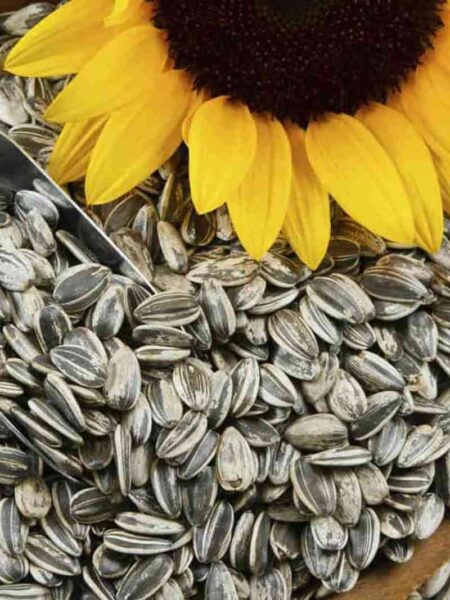 ⁦بذور نبات عباد الشمس مع بذور الكوسة واليقطين وبذور الخيار⁩ - الصورة ⁦4⁩