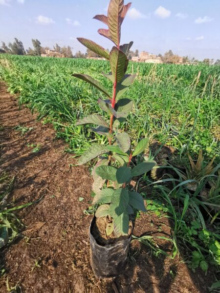 ⁦شجرة جوافة حمراء⁩ - الصورة ⁦2⁩