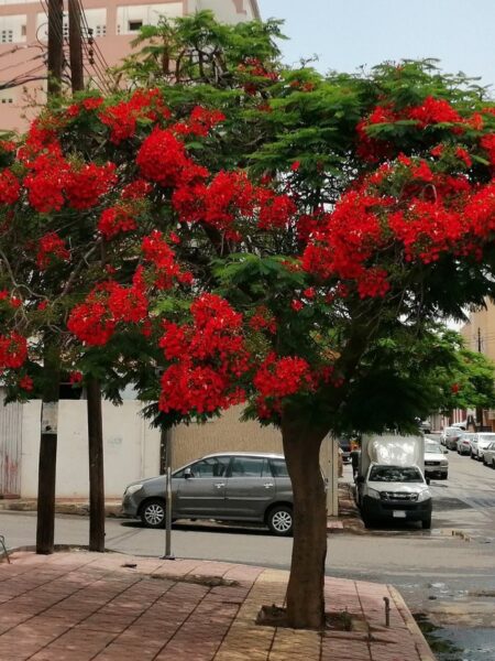 ⁦بذور شجرة البونسيانة عدد 30 بذرة⁩ - الصورة ⁦7⁩