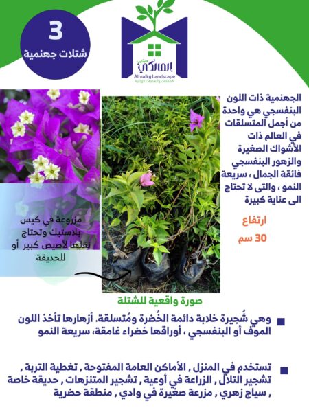 ⁦3 جهنمية متسلقة لون بنفسجي جلابرا⁩ - الصورة ⁦12⁩