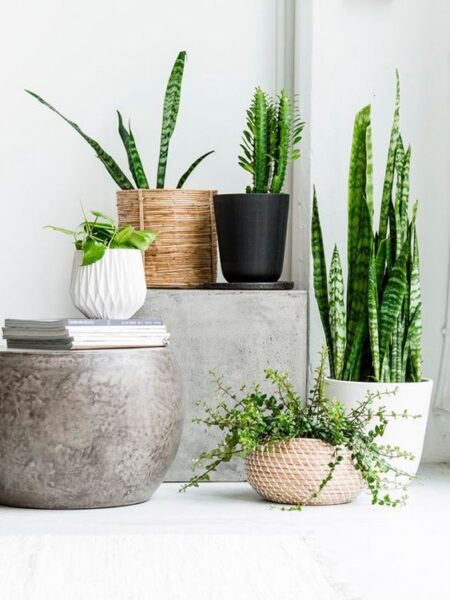 ⁦2 نبات جلد النمر Sansevieria  للزراعة في أماكن الظل وداخل المنازل والشركات والمداخل⁩ - الصورة ⁦4⁩