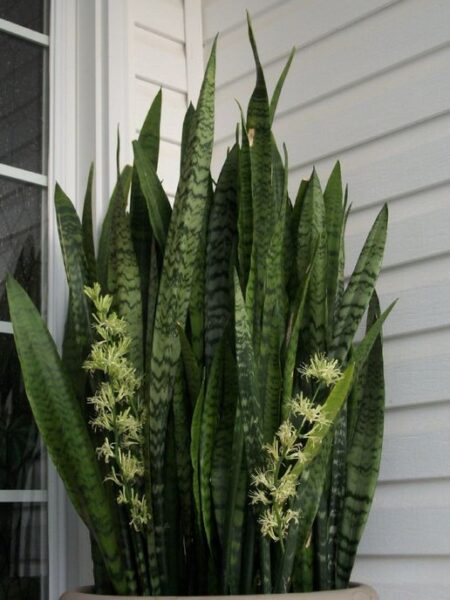 ⁦2 نبات جلد النمر Sansevieria  للزراعة في أماكن الظل وداخل المنازل والشركات والمداخل⁩ - الصورة ⁦5⁩